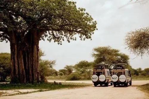 Two safari vehicles beneath a large tree in Tanzania