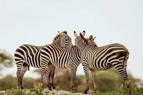 Three zebras standing together on the plains of Tanzania